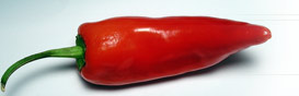 Paprika